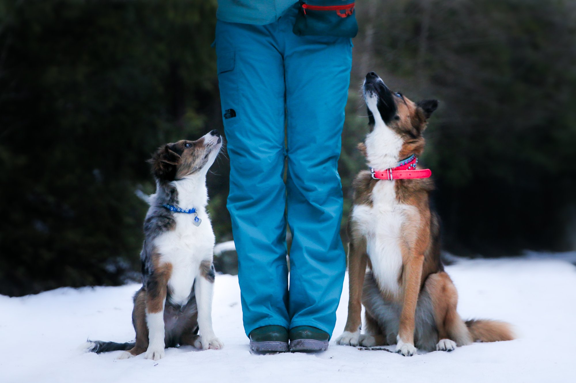 Two dogs sitting in snow looking up