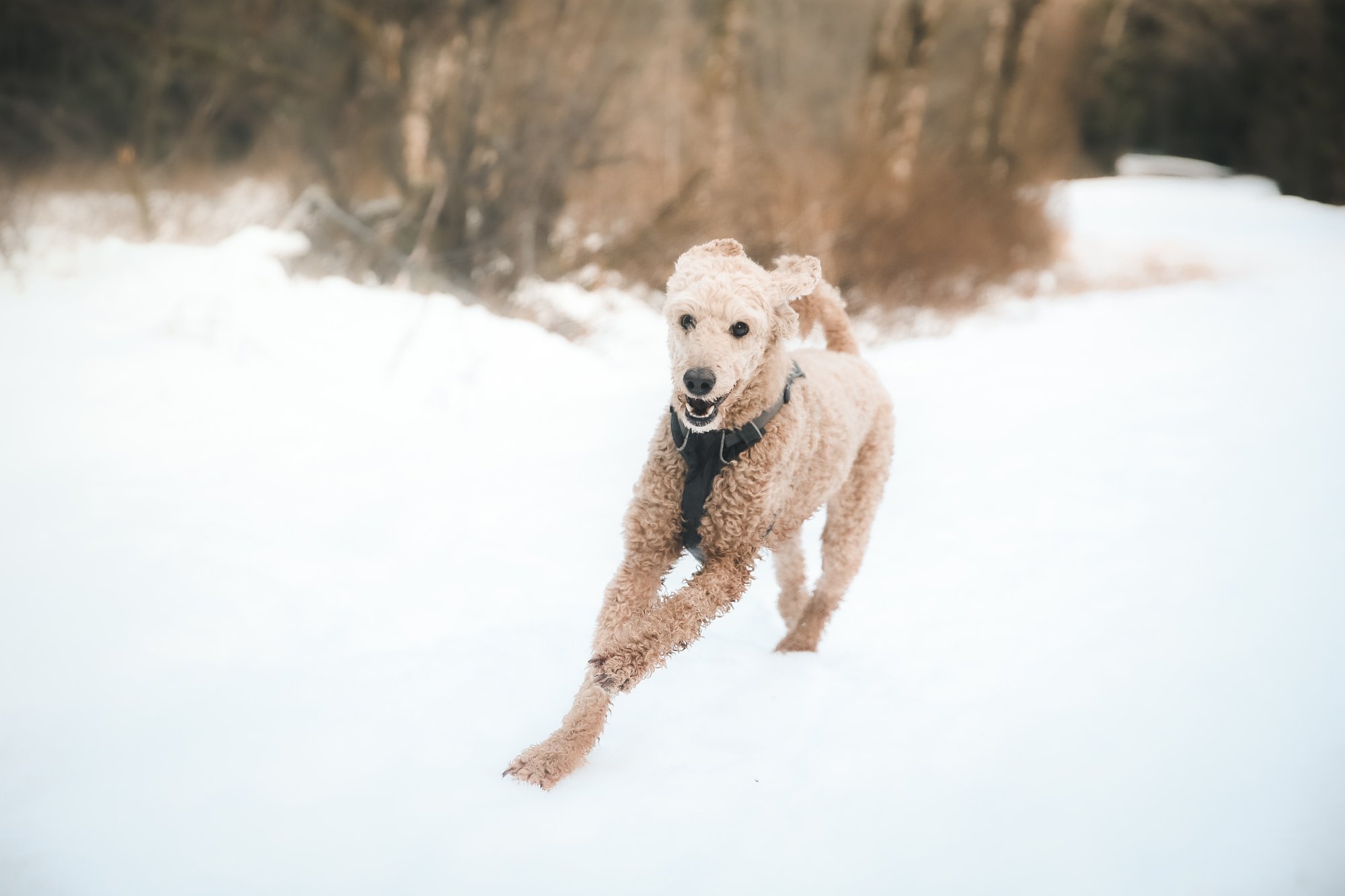 Goldendoodle running in snow