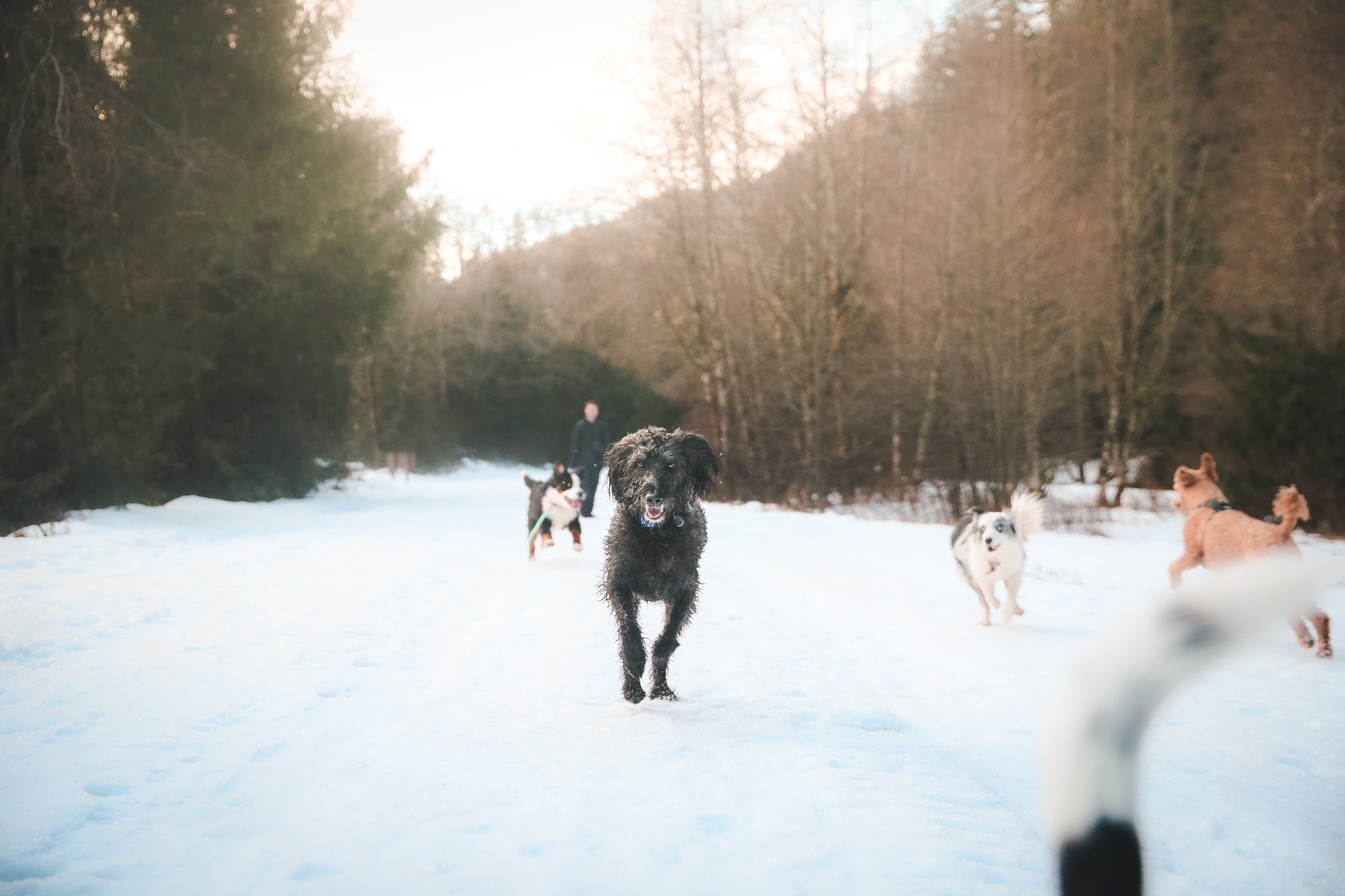 Dogs running in snow with golden light