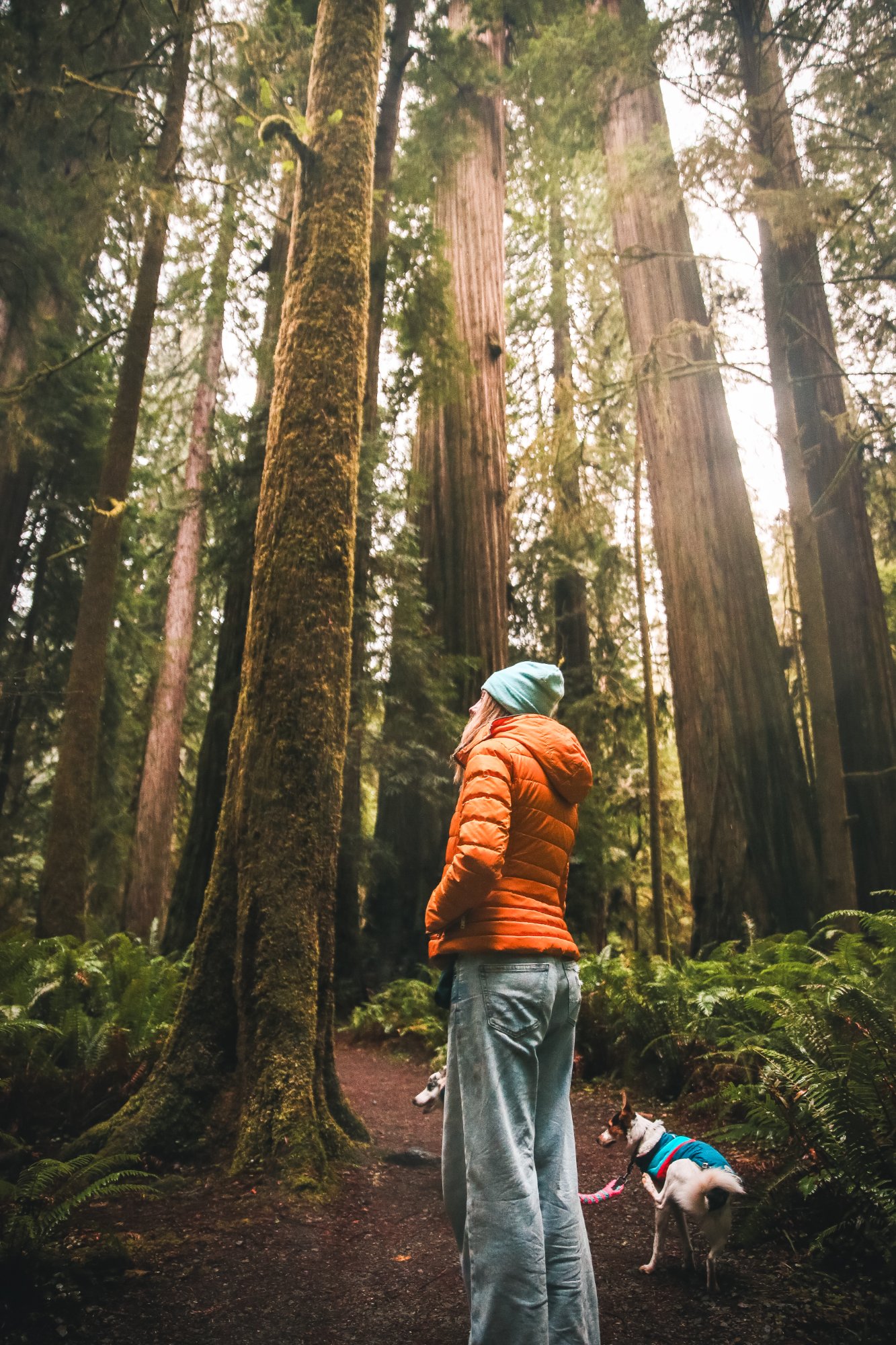 Person with dog among giant redwood trees