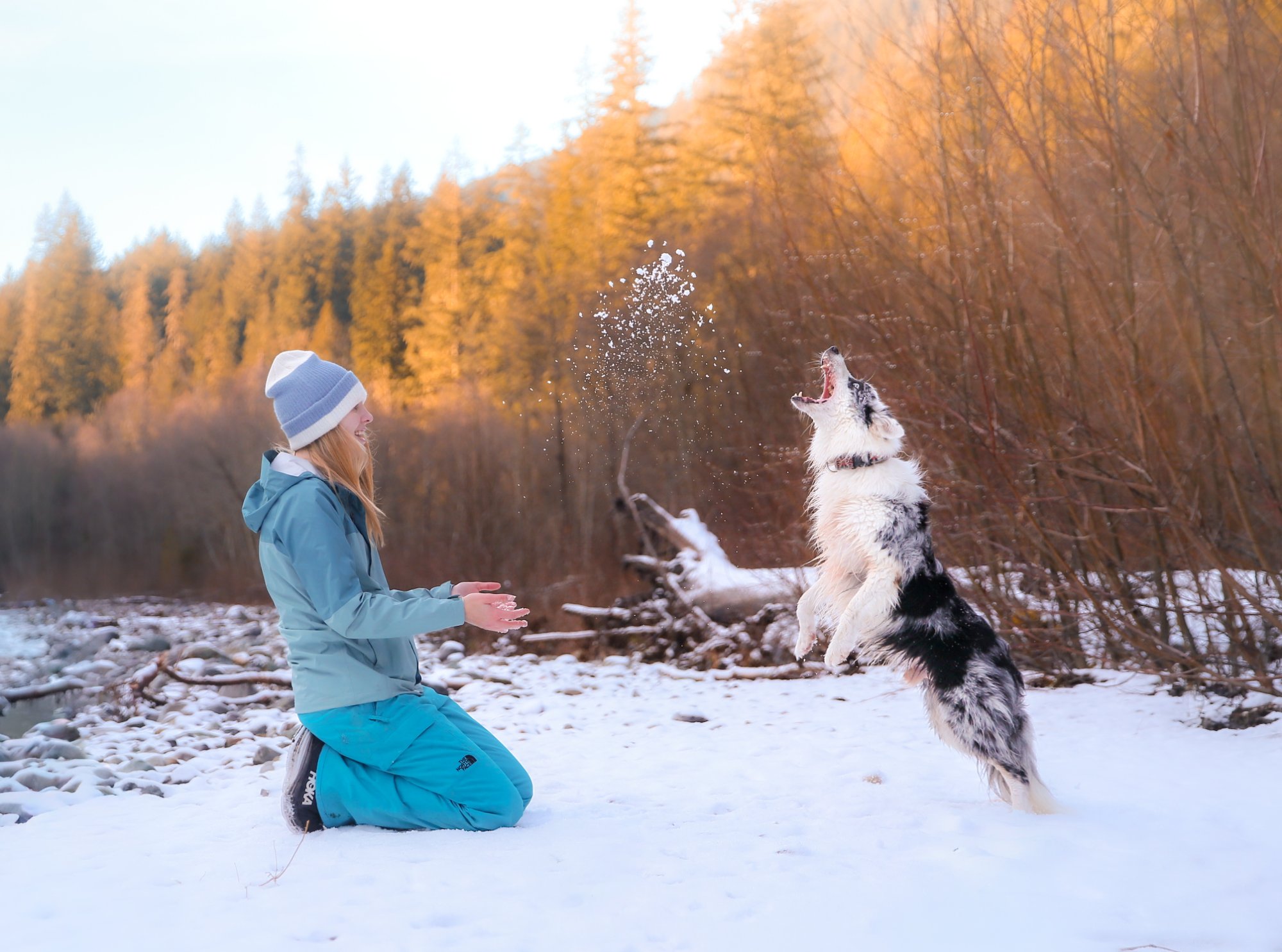 Dog jumping on beach with person