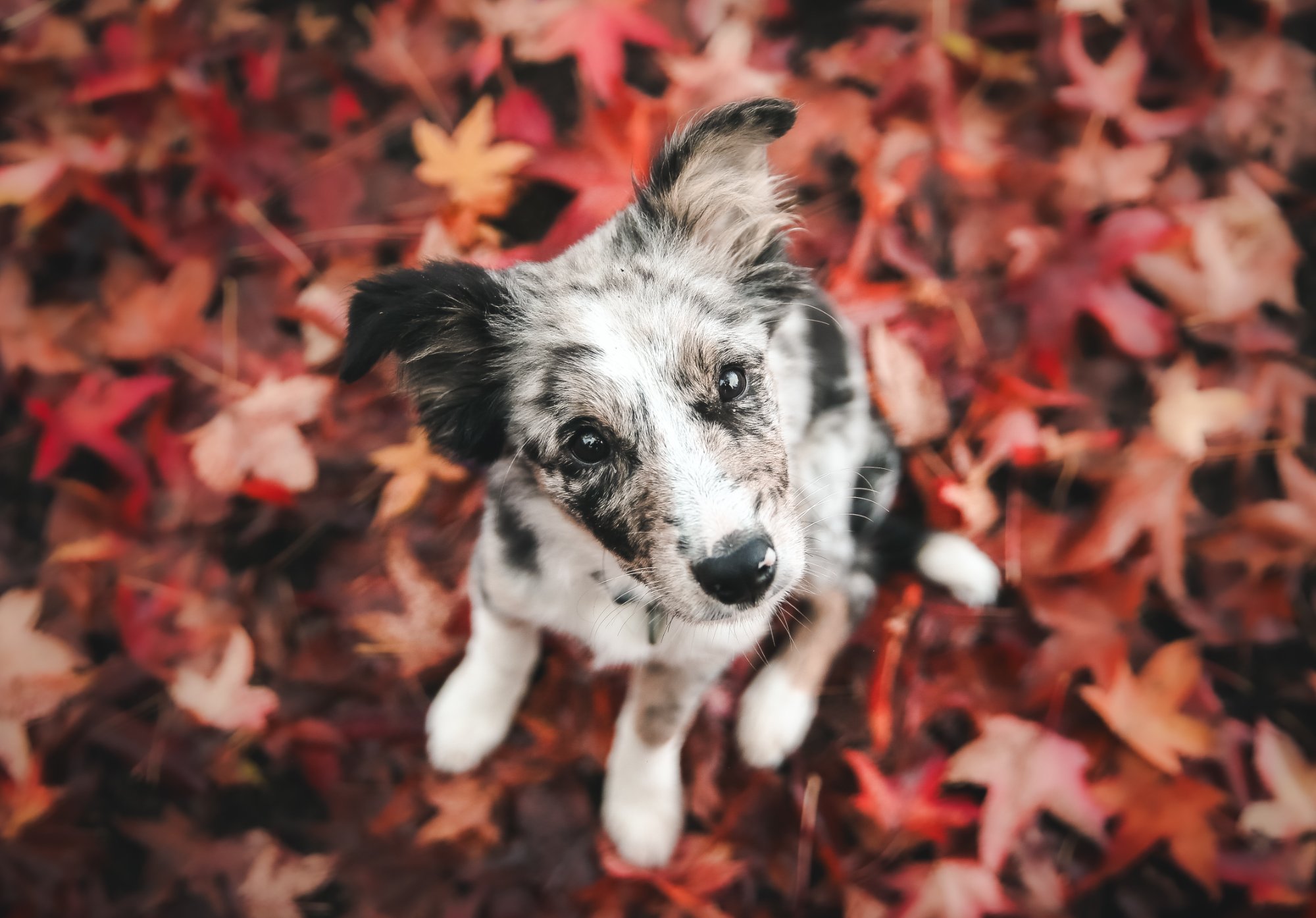 Blue merle puppy in fall leaves